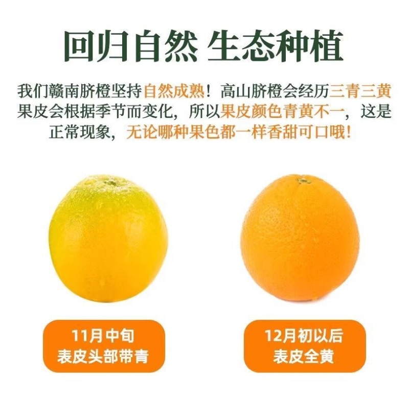 江西赣南脐橙小果尝鲜
