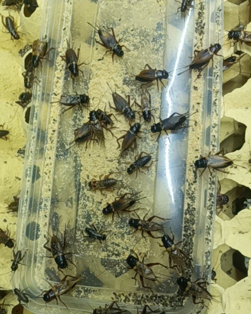 安徽阜阳双斑油葫芦蟋蟀