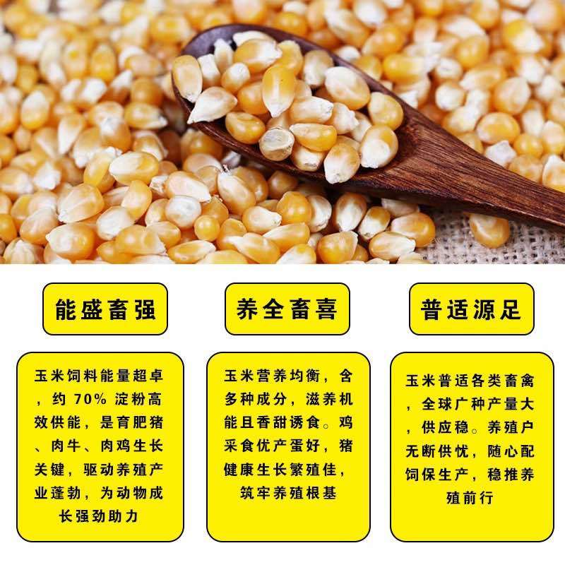 云南干玉米粒