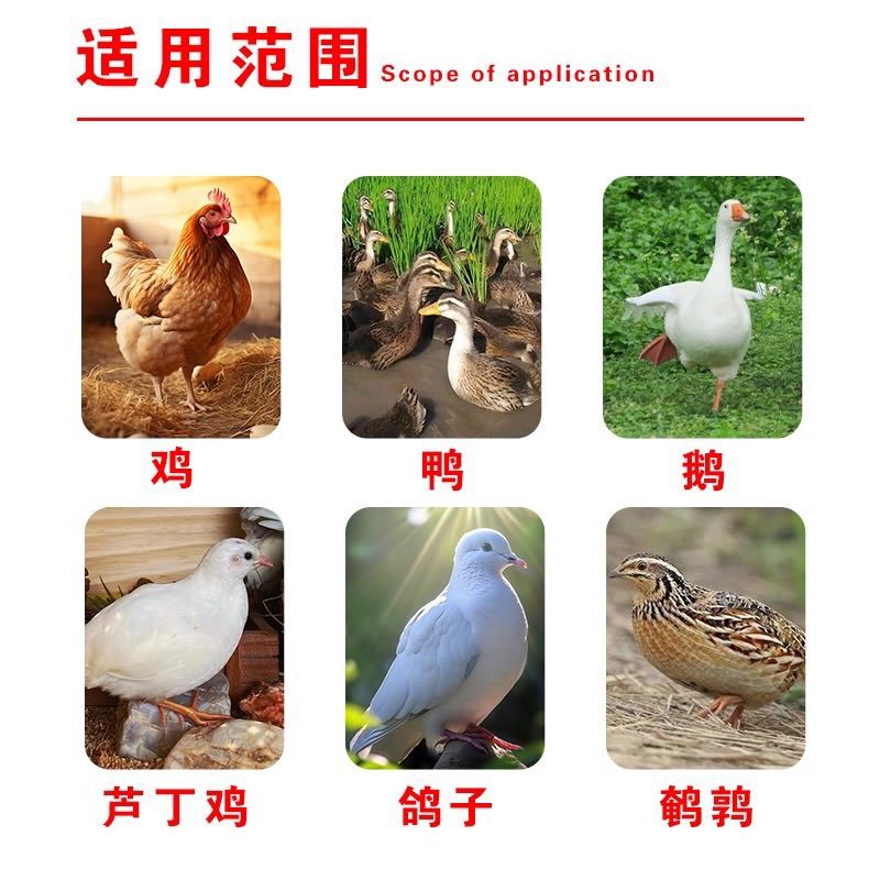 云南干玉米粒