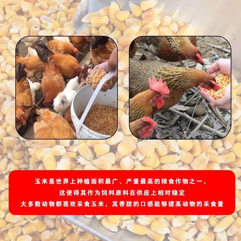 云南干玉米粒