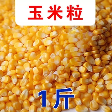 云南干玉米粒