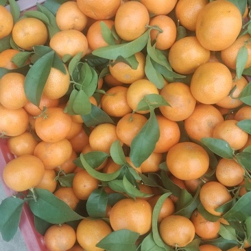 紐荷尔脐橙