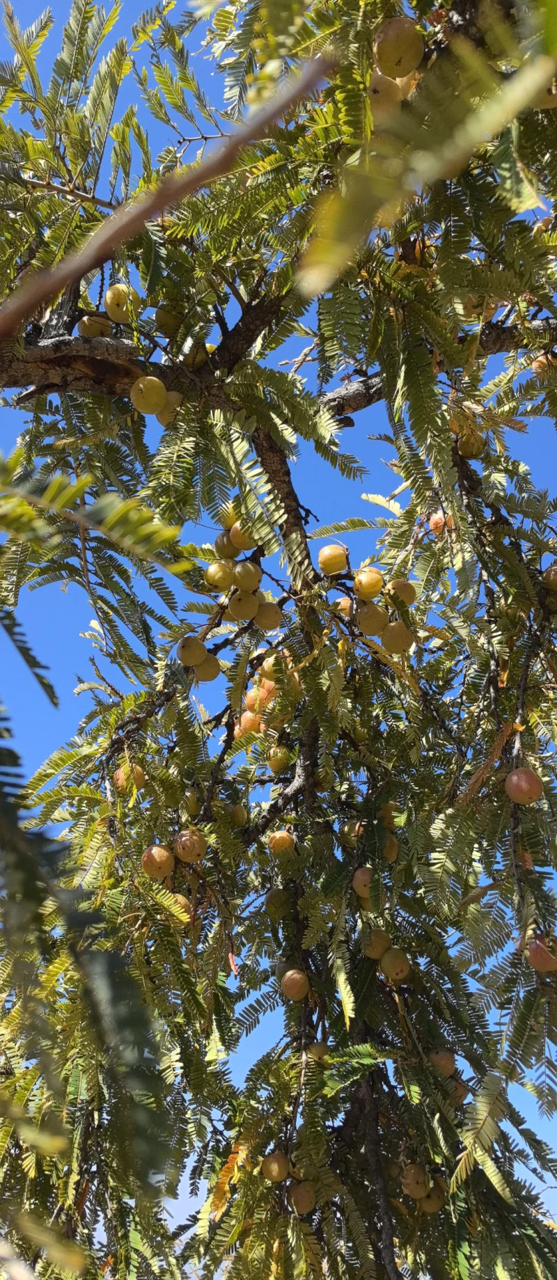 滇橄榄