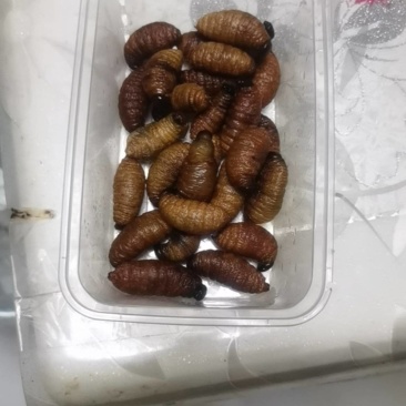 竹虫大白虫