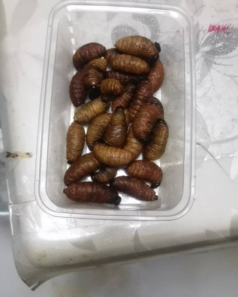 竹虫大白虫