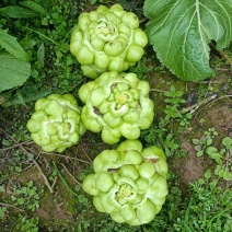 涪陵榨菜