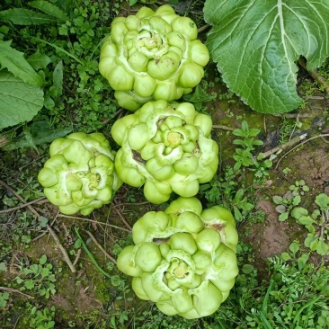 涪陵榨菜
