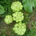 涪陵榨菜