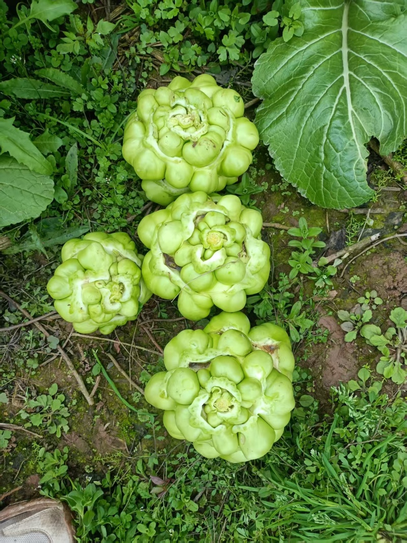 涪陵榨菜