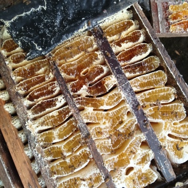 土蜂蜜，零白糖饲喂的高山土蜂蜜