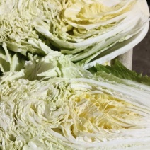 改良大白菜