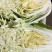 改良大白菜