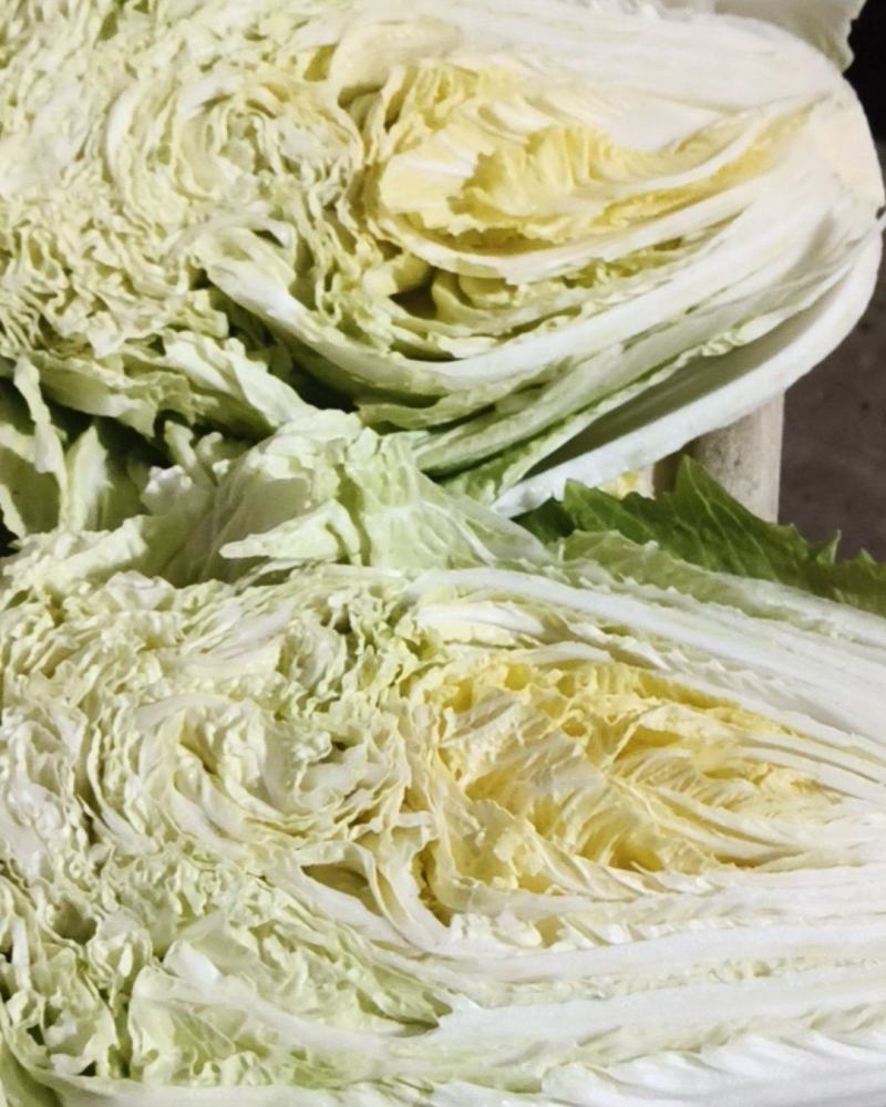 改良大白菜