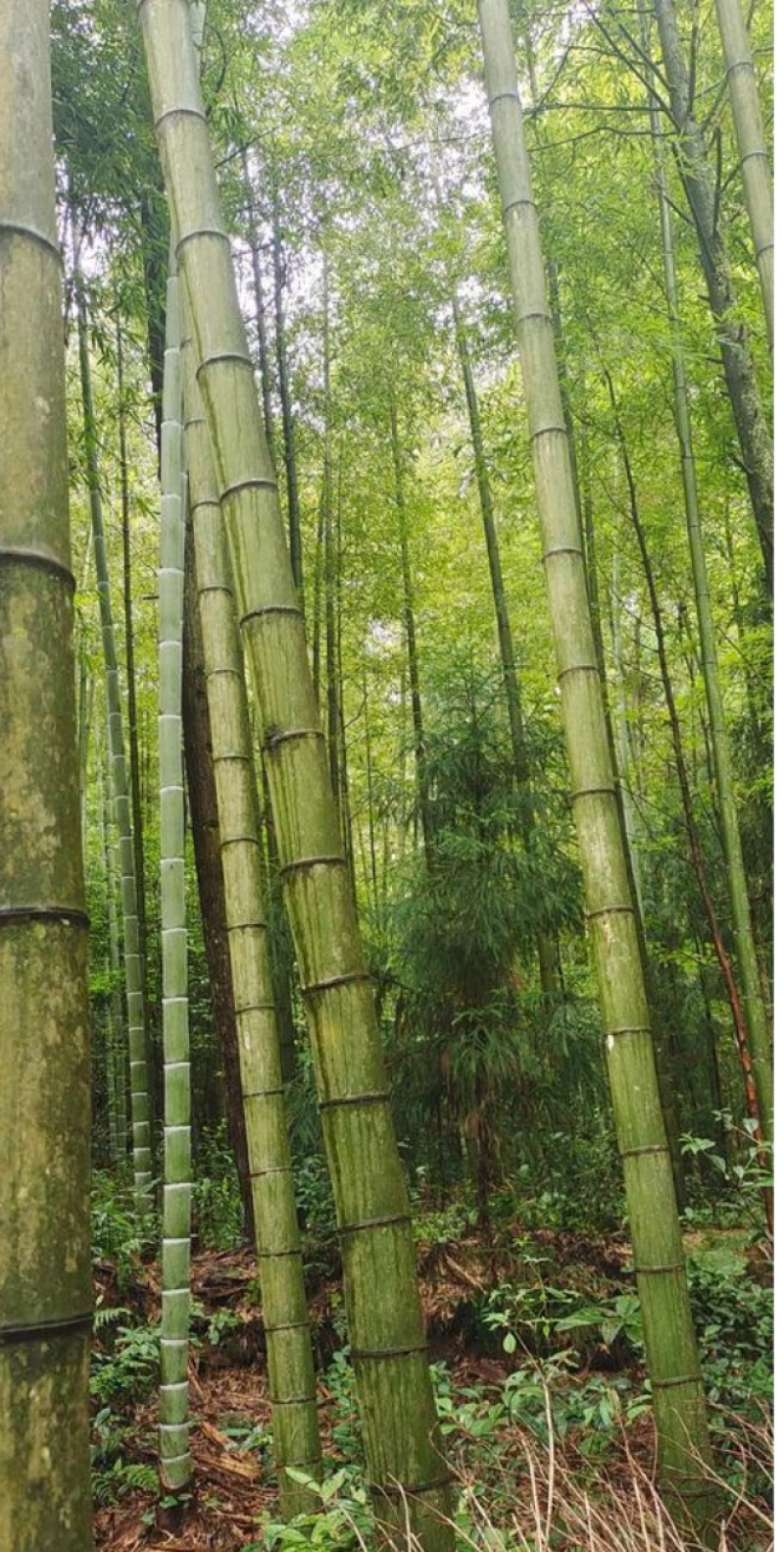 楠竹