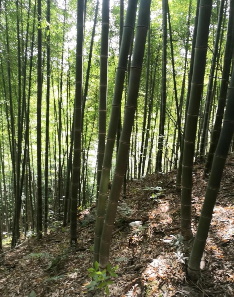 楠竹