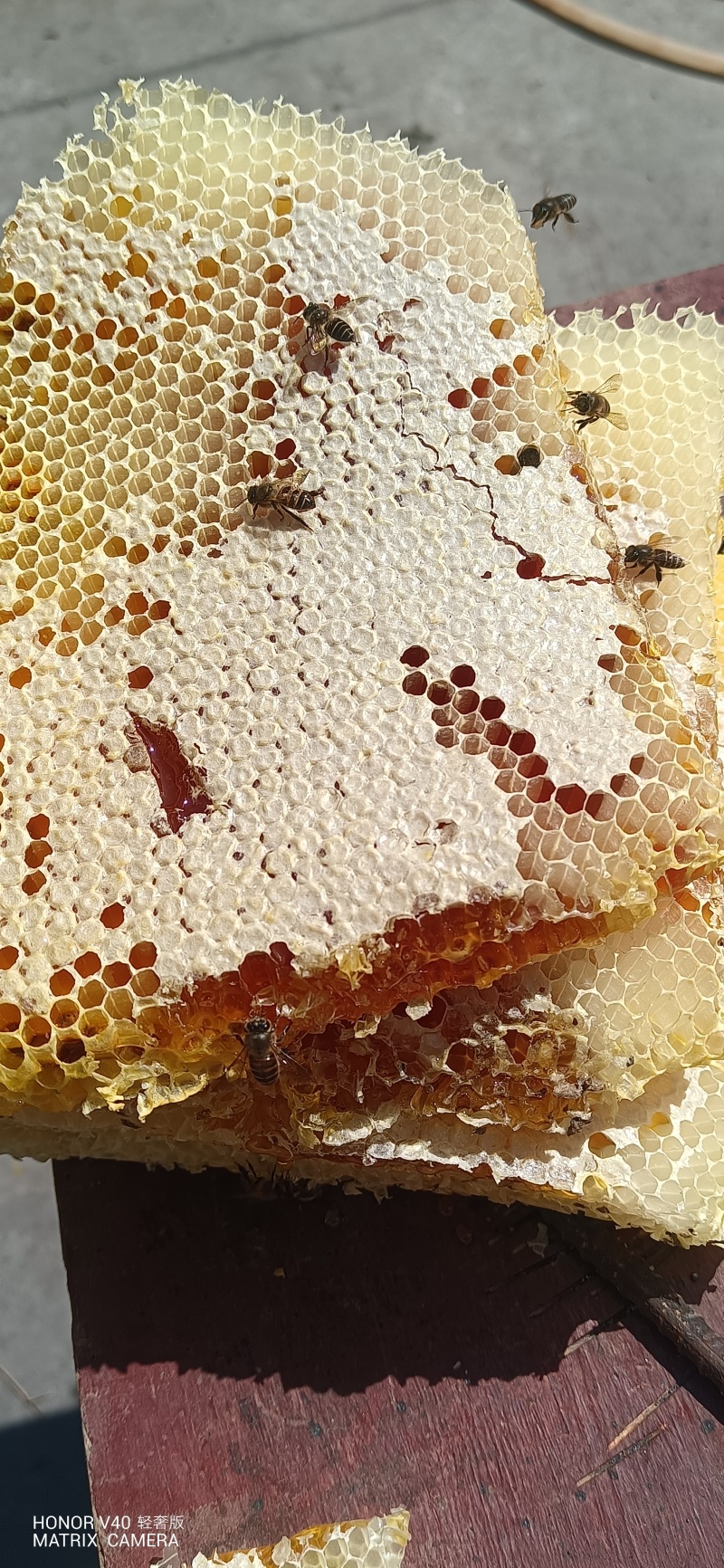 云南昭通土蜂蜜