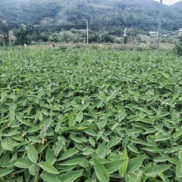 水生植物