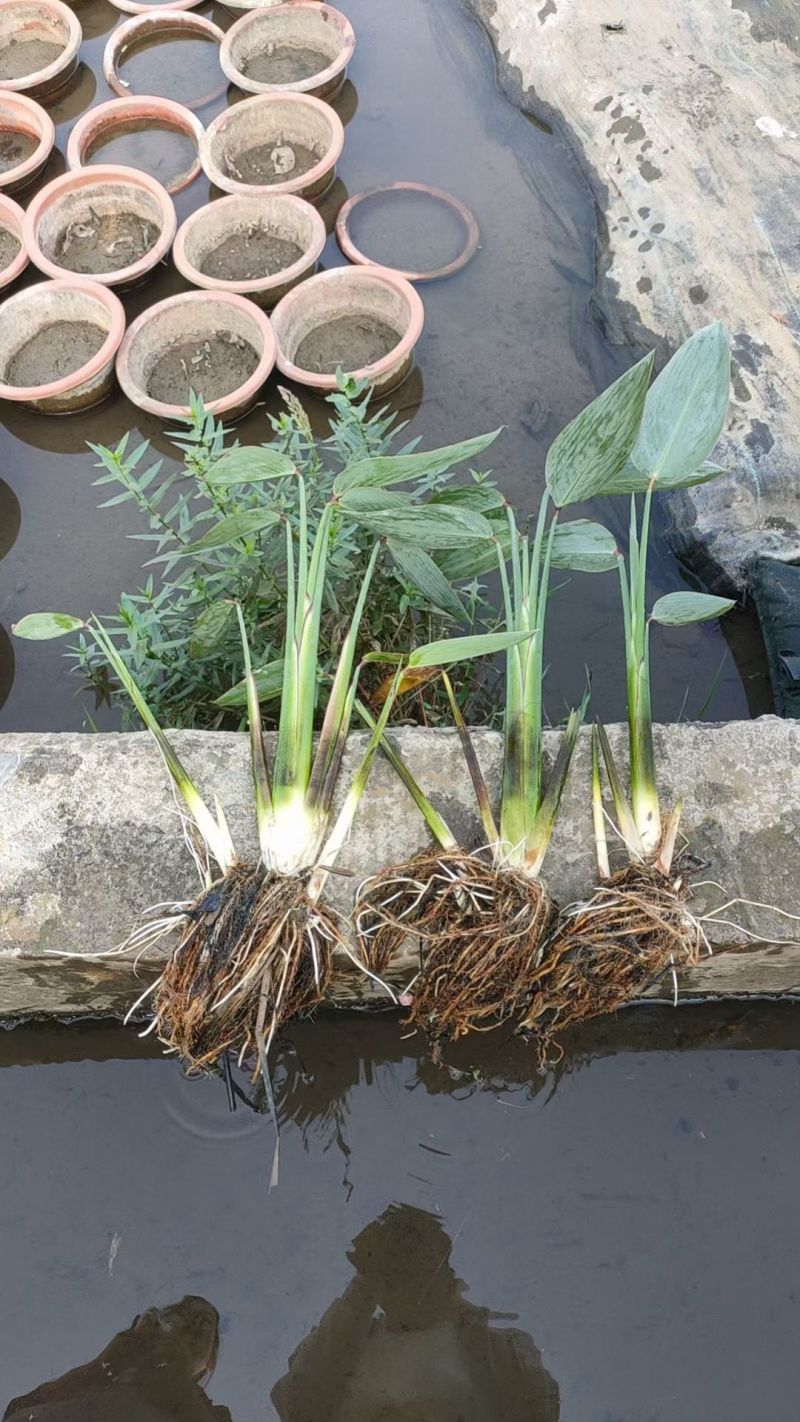水生植物