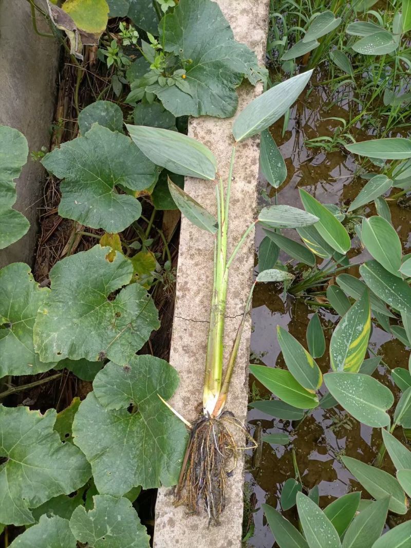 水生植物