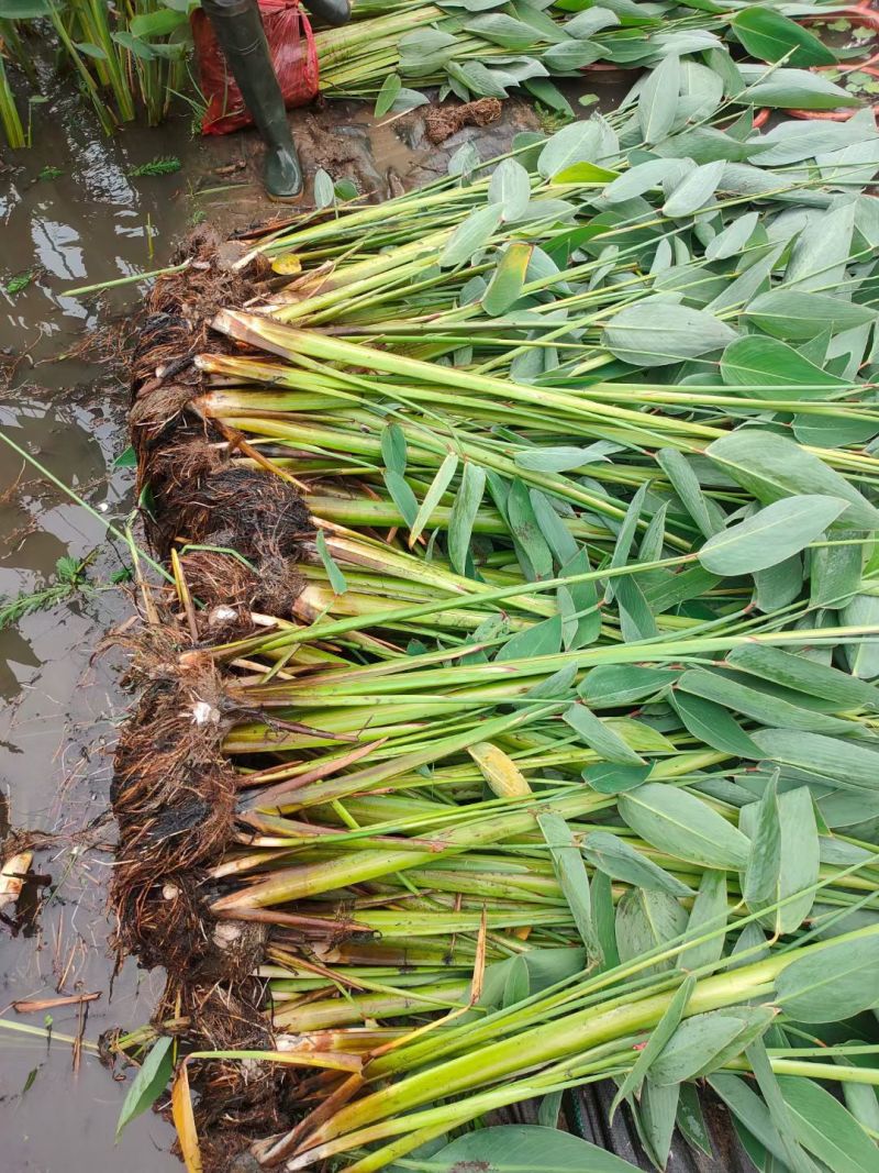 水生植物