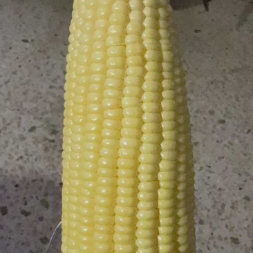 玉米