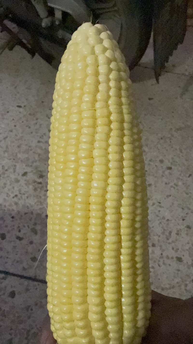 玉米