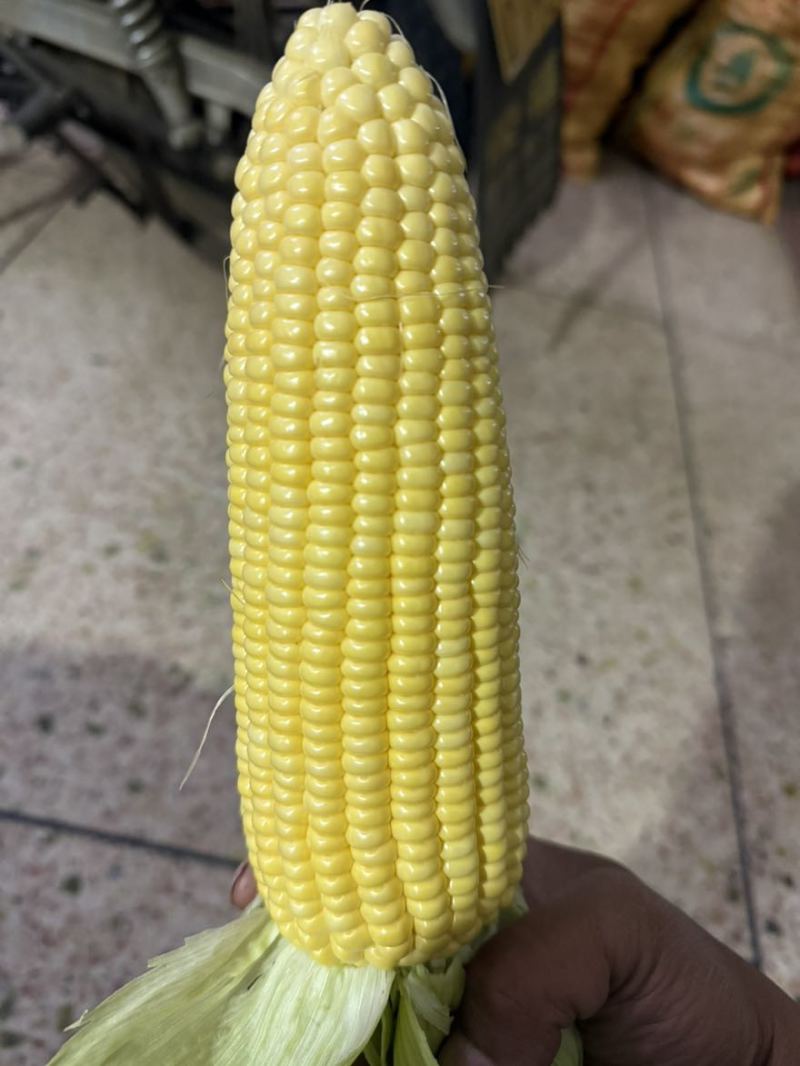 玉米