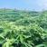 鲜五指毛桃500亩