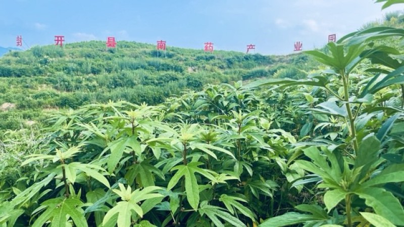 鲜五指毛桃500亩
