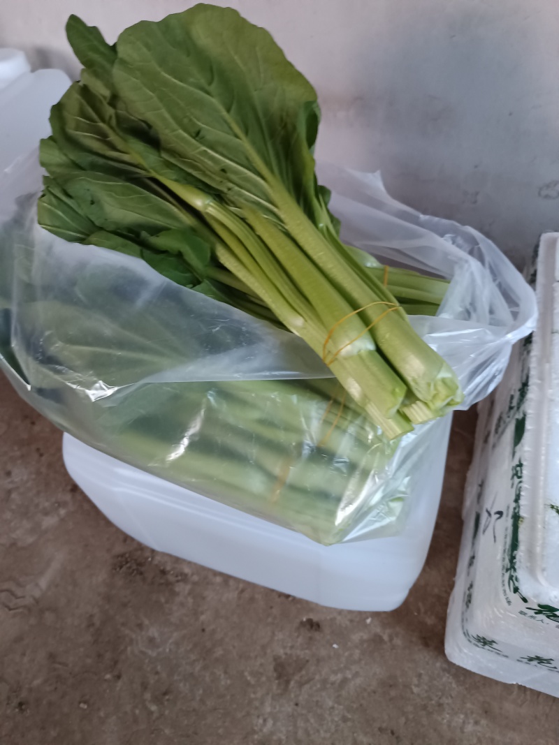 北京甜菜心白菜薹