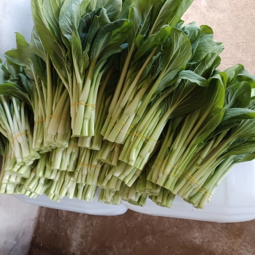 北京甜菜心白菜薹