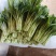 北京甜菜心白菜薹