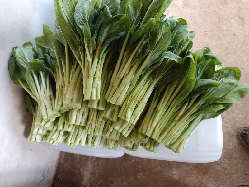 北京甜菜心白菜薹