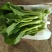 北京甜菜心白菜薹