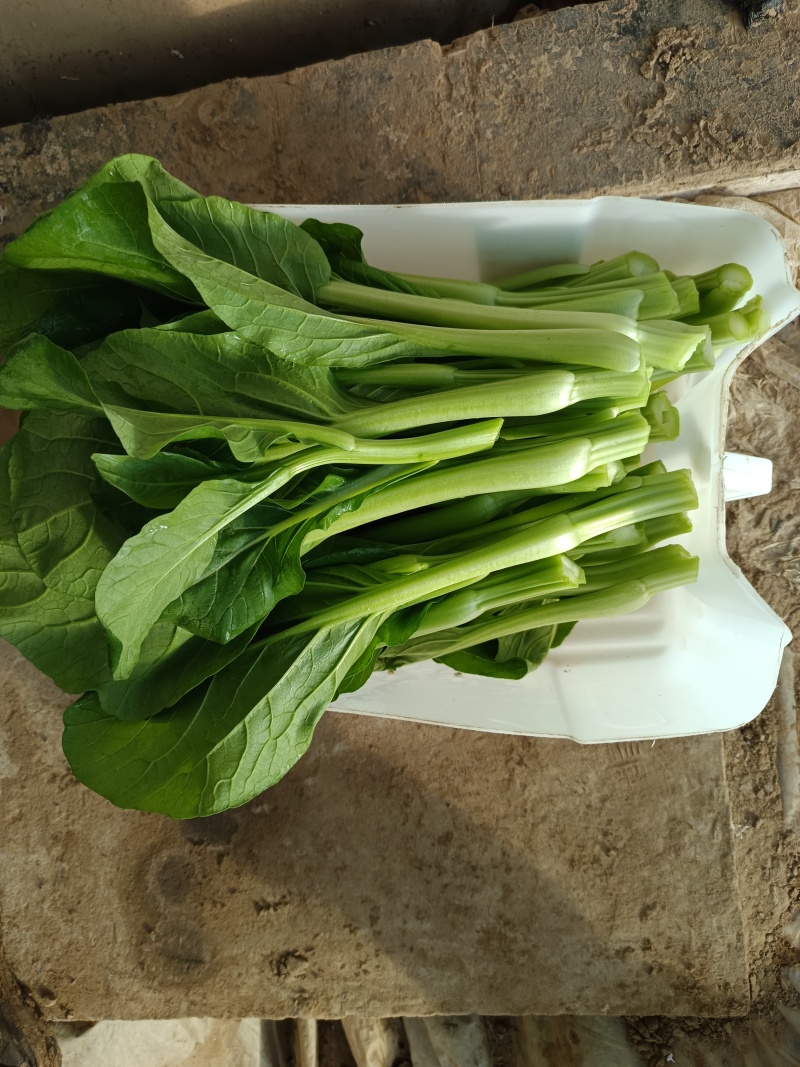 北京甜菜心白菜薹