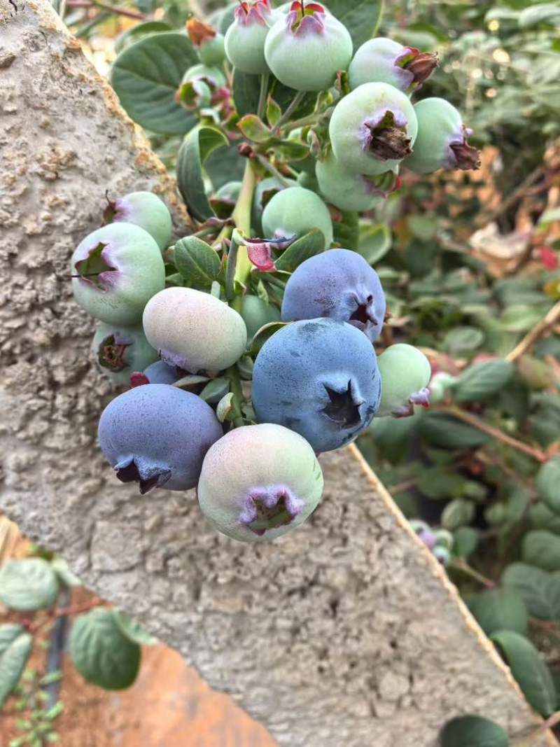 云南花香蓝莓超低价一件代发