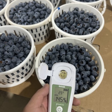 云南花香蓝莓超低价一件代发