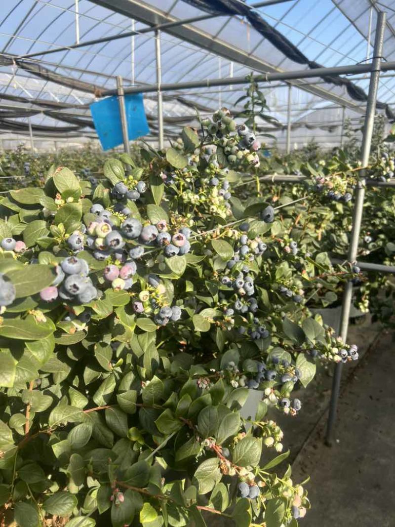 云南花香蓝莓超低价一件代发