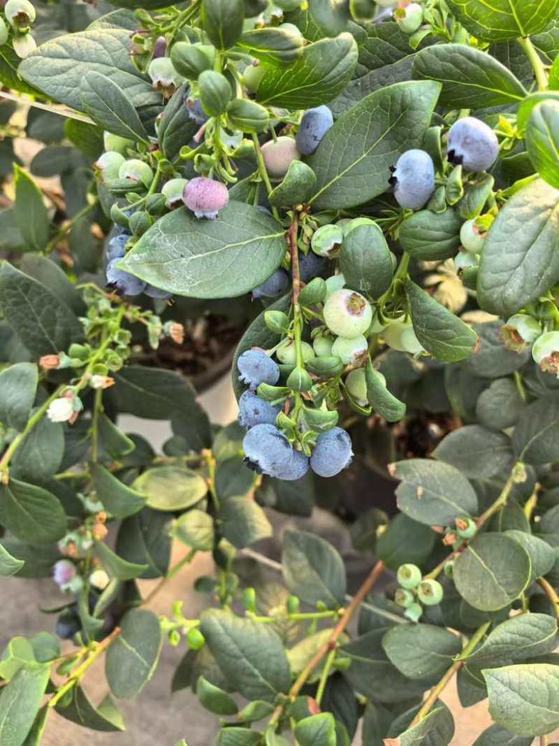 云南花香蓝莓超低价一件代发