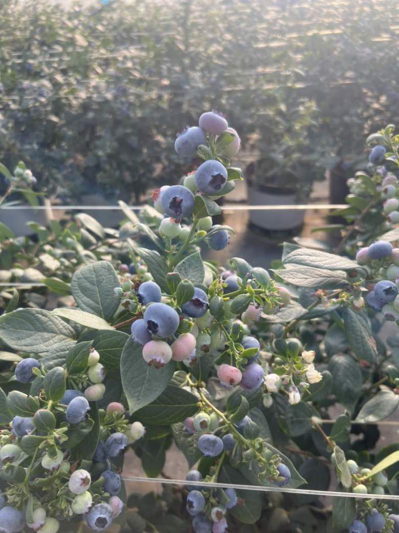 云南花香蓝莓超低价一件代发