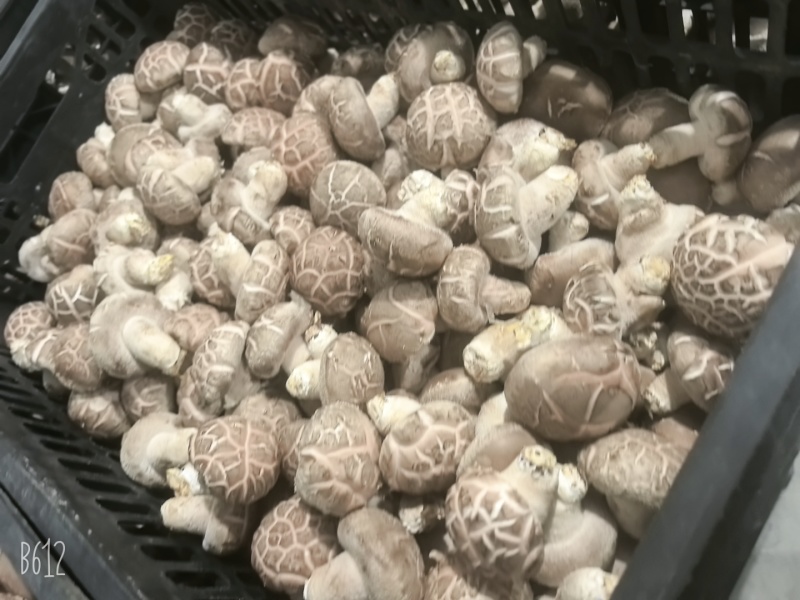 产地直发鲜香菇