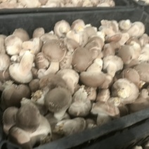 产地直发鲜香菇