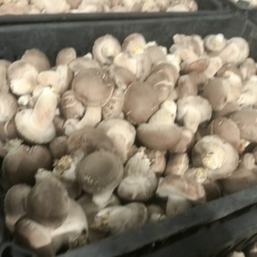 产地直发鲜香菇