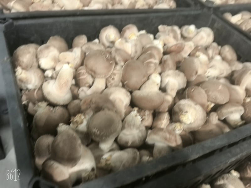产地直发鲜香菇