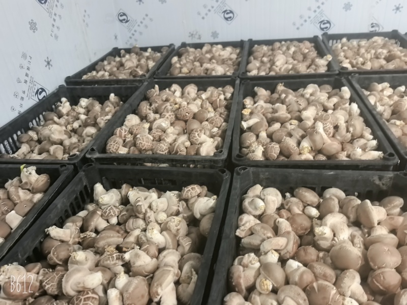 产地直发鲜香菇