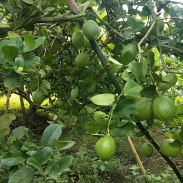 香水柠檬