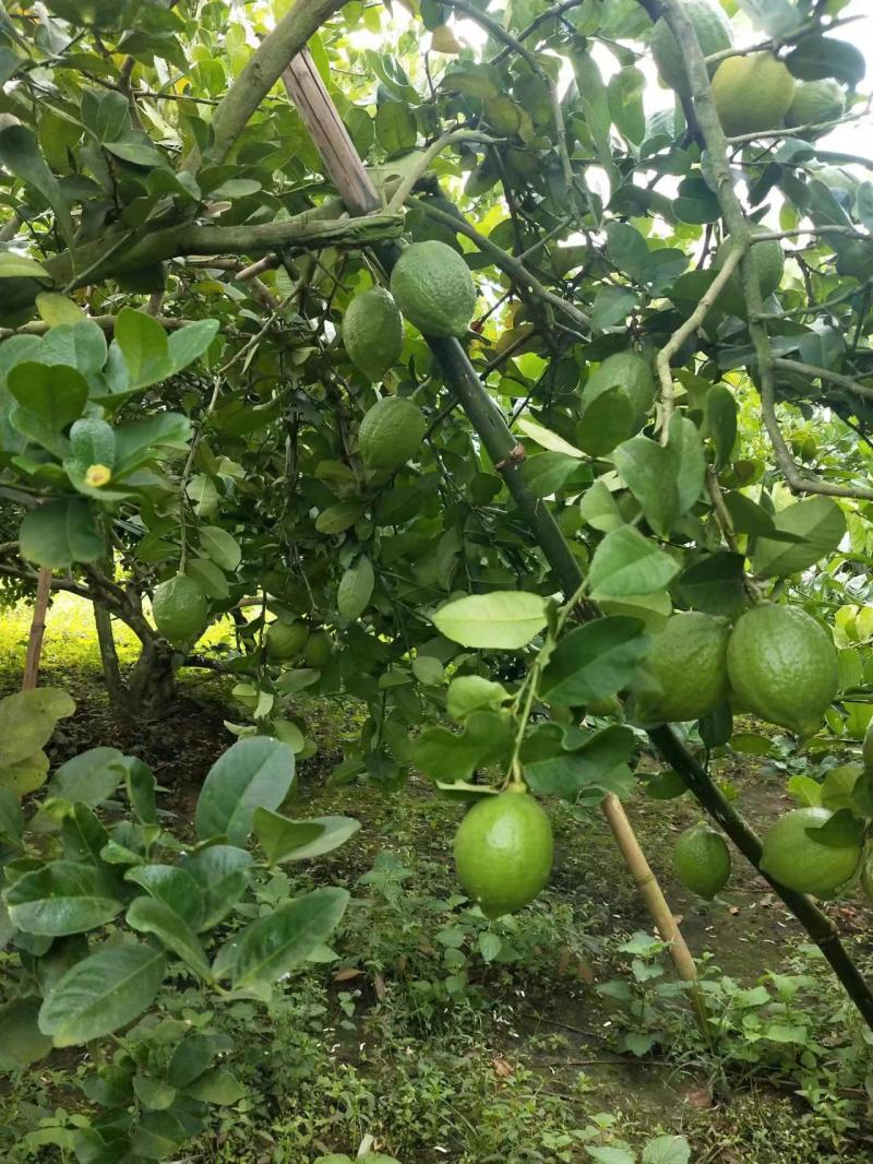 香水柠檬