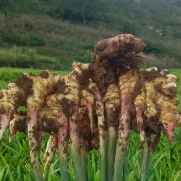 罗平小黄姜