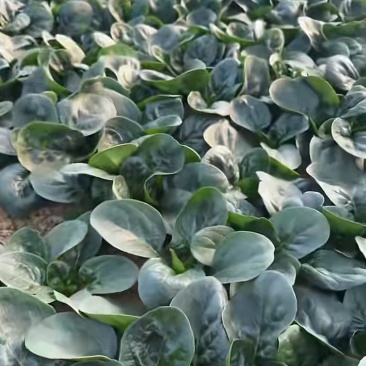 趴地菠菜